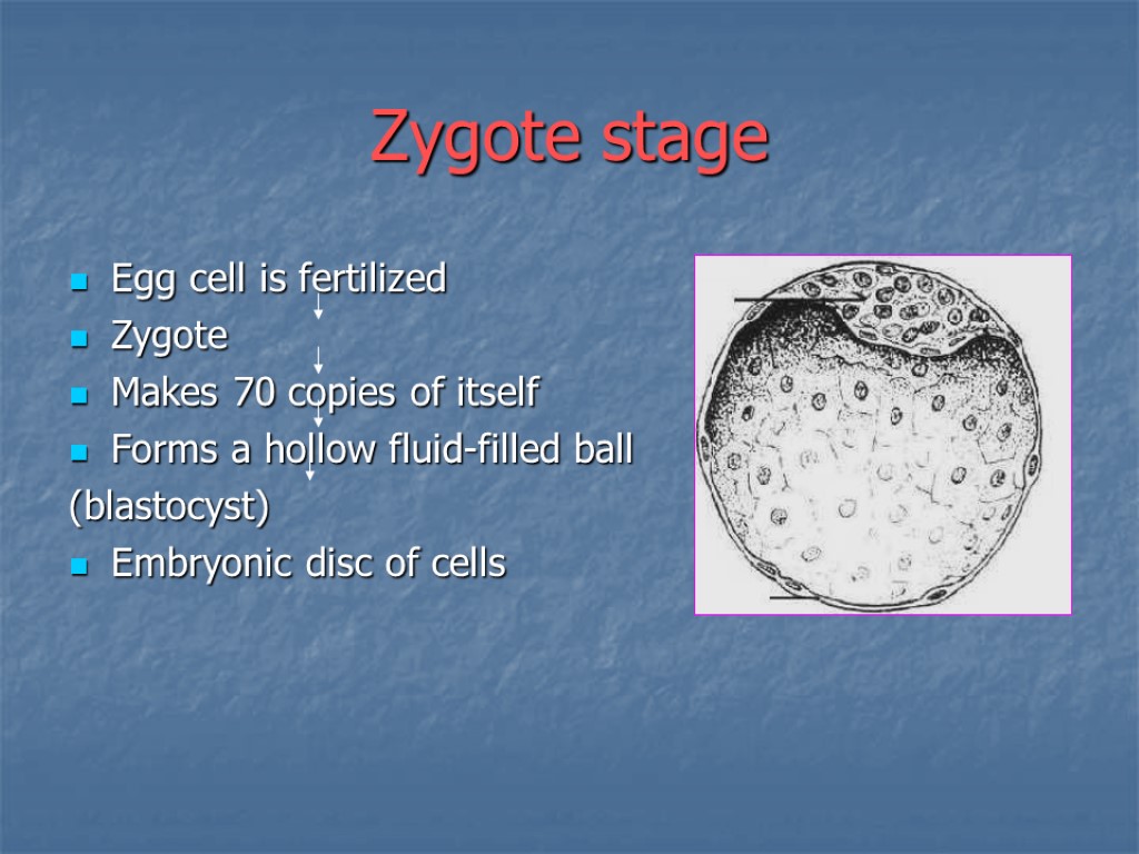 Zygote stage Egg cell is fertilized Zygote Makes 70 copies of itself Forms a